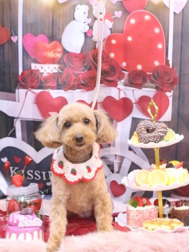 20250220ココちゃん